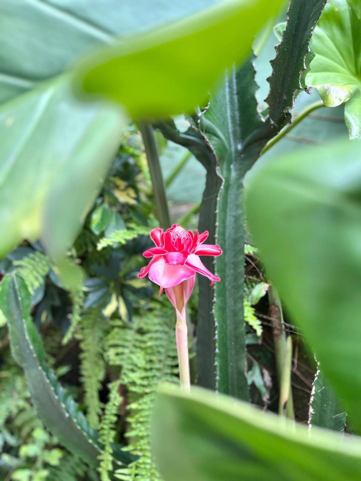 Recanto Toca Das Plantas De Ilhabela II Eksteriør billede