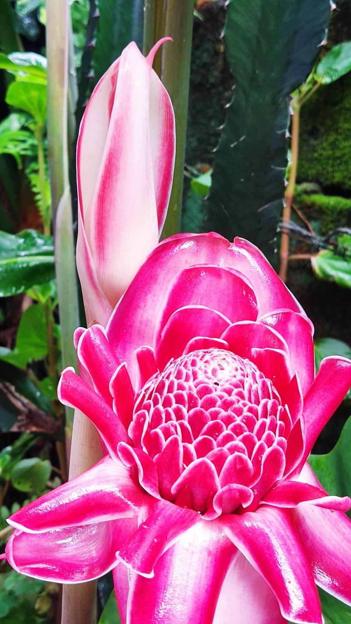 Recanto Toca Das Plantas De Ilhabela II Eksteriør billede