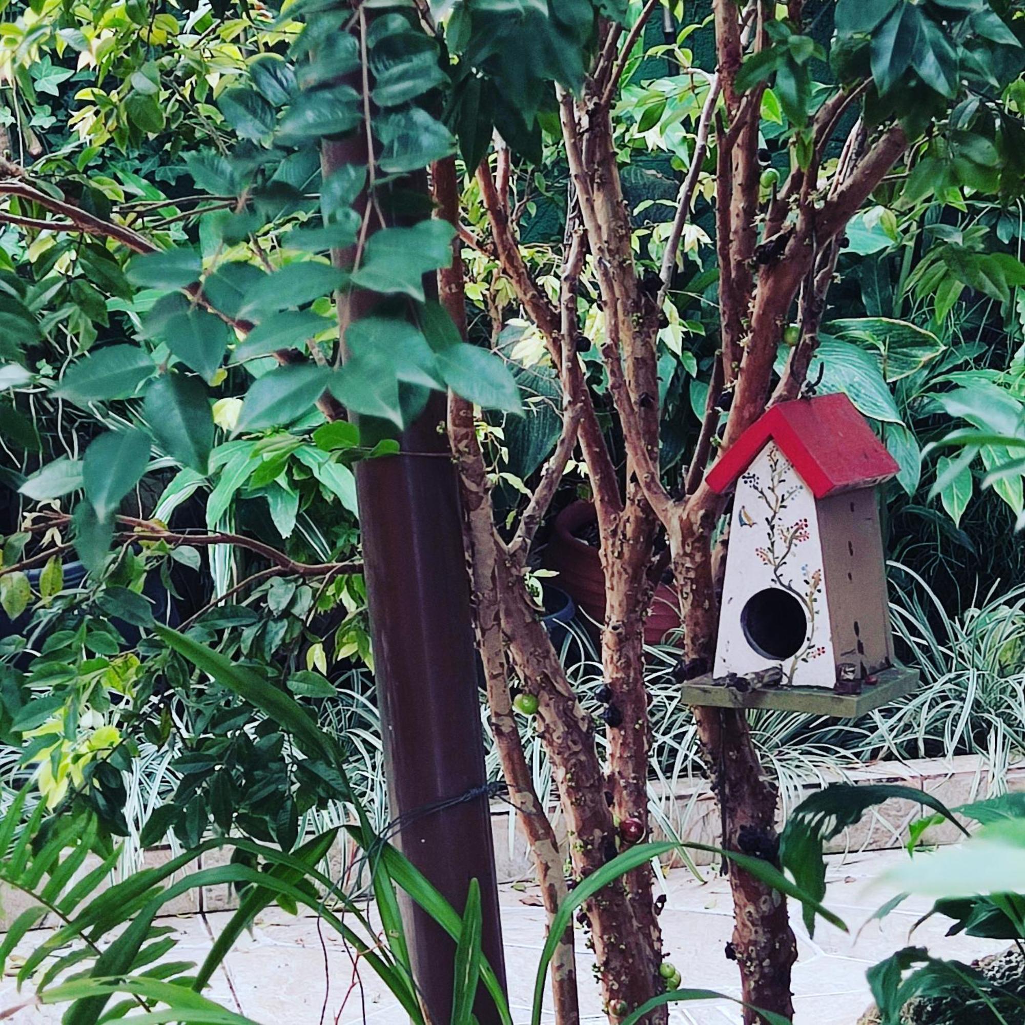 Recanto Toca Das Plantas De Ilhabela II Eksteriør billede